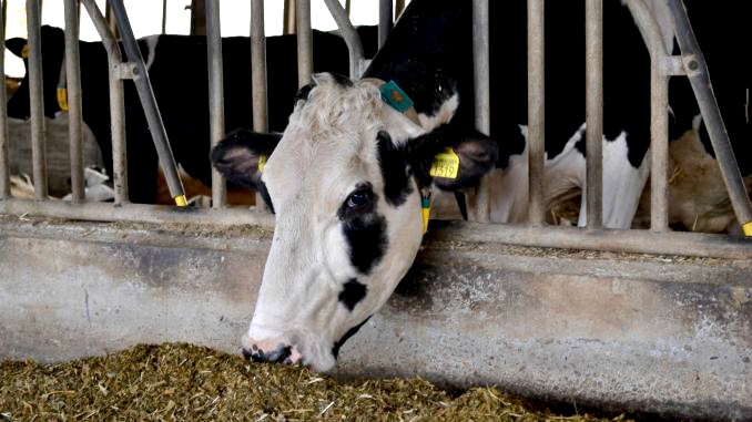 Imaginea articolului 50 de turme de vaci din sud-vestul Angliei beneficiază de tehnologia 5G