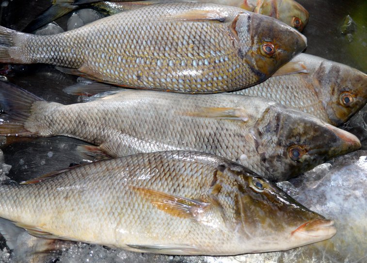 Imaginea articolului ANPC: Peştele de import sufocă piaţa românească, ajunge adesea deja expirat