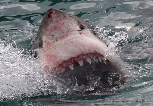 Imaginea articolului Un tânăr de 26 de ani a murit după ce a fost atacat de un rechin, în California