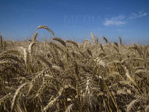Imaginea articolului Federaţia Producătorilor Agricoli: Peste 6% din producţia de grâu din acest an a fost mâncată de şoareci. Pagubele ating 40 milioane de euro