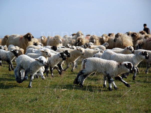 Imaginea articolului Oierii au rămas cu 1 milion de oi nevândute din cauza bolii limbii albastre, pierzând 80 de milioane de euro