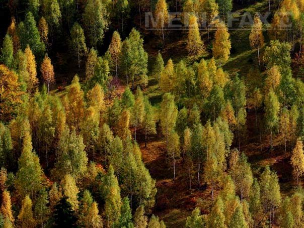 Imaginea articolului PROIECT: Compensaţii de până la 500 euro/ha/an pentru proprietarii de păduri din arii protejate 