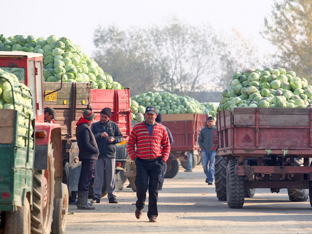 Imaginea articolului România, pe primul loc în Uniunea Europeană la ponderea populaţiei care lucrează în agricultură