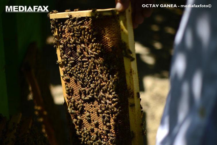 Imaginea articolului Programul Naţional Apicol: Crescătorii de albine pot depune cereri de finanţare până la 1 august