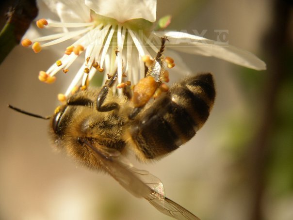 Imaginea articolului Studiu alarmant: Albinele pot deveni dependente de mâncarea stropită cu pesticide