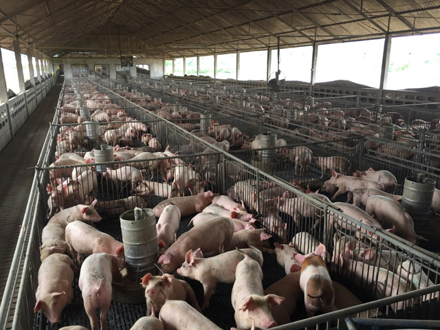 Imaginea articolului Comisarul european pentru Agricultură, Phil Hogan, despre pesta porcină africană: Trebuie să oprim răspândirea bolii în România