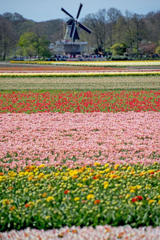 Imaginea articolului RECORD: 17 milioane de turişti, pe câmpurile de flori olandeze/ "Bucuraţi-vă de flori, respectaţi-ne mândria"