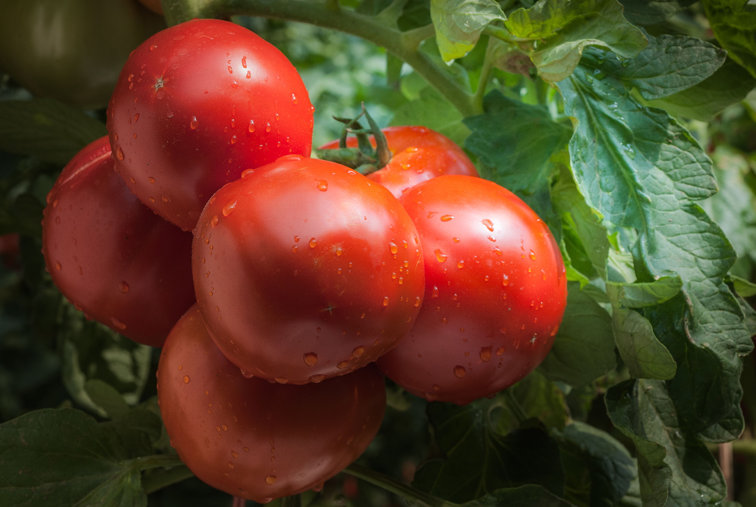 Imaginea articolului Guvernul a plătit peste 200 milioane de lei la programul de sprijin pentru creşterea tomatelor
