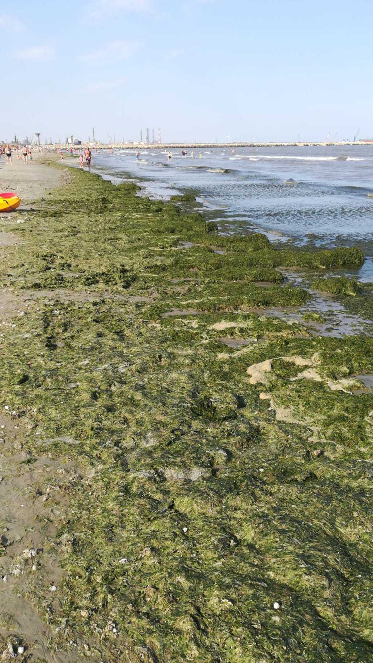 Imaginea articolului Mii de tone de alge, pe litoralul românesc: Care sunt staţiunile cele mai afectate | FOTO