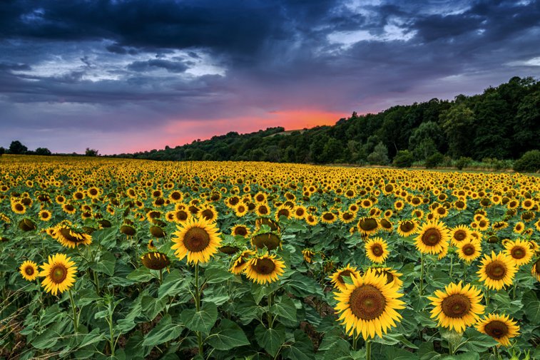 Imaginea articolului România importă floarea-soarelui din SUA: cifrele, cu 40% mai mari faţă de anul trecut