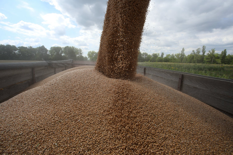 Imaginea articolului FMI: Preţurile cerealelor ar putea creşte cu până la 15% 
