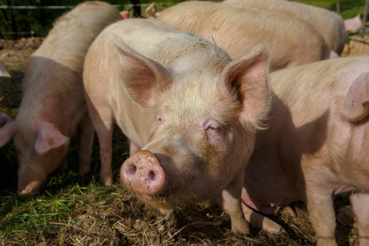 Imaginea articolului Analiză. Peste 40% din porcii din România sunt în gospodăriile populaţiei