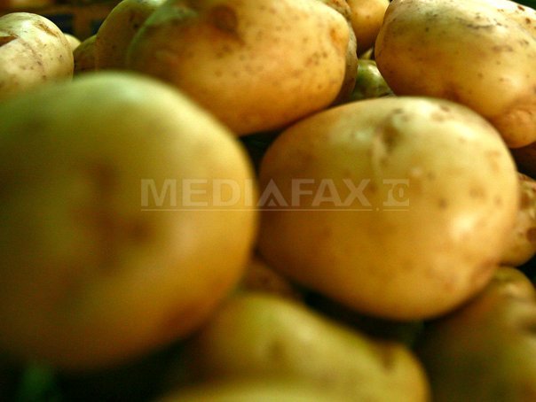 Imaginea articolului Tabără: La cartofi nu este surplus de producţie. Este chiar ceea ce aşteptam de mai mult timp