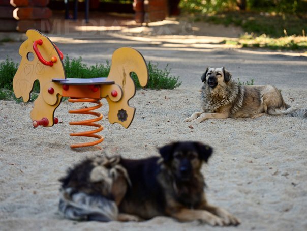 Imaginea articolului Ponta: Săptămâna viitoare Parlamentul trebuie să ia decizia privind câinii fără stăpân