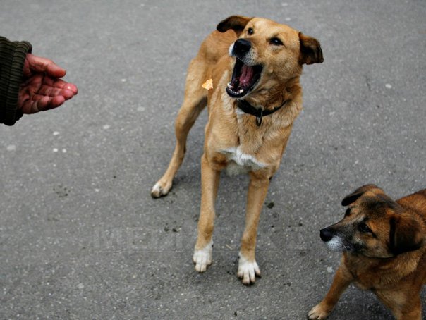 Imaginea articolului Deputat PDL: Peste 200.000 de semnături vor fi strânse pentru adoptarea Legii câinilor fără stăpân
