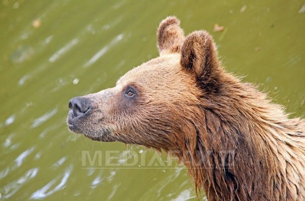 Imaginea articolului Plumb: S-a dat aviz pentru împuşcarea ursului cu tranchilizant, trebuie intervenit în această noapte