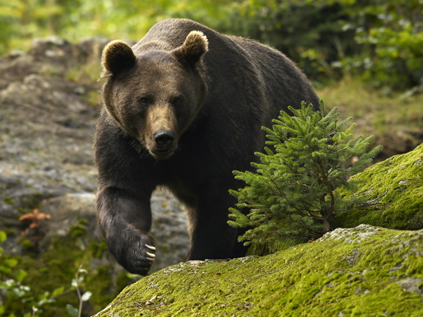 Imaginea articolului Harghita: Un urs de 120 kilograme care a omorât animale domestice este căutat pentru a fi împuşcat