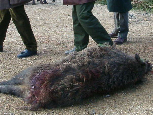 Imaginea articolului Cadavrul unui bărbat, descoperit lângă un porc mistreţ ce avea un cuţit înfipt în gât