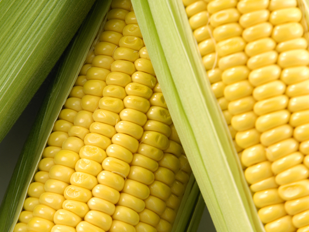 Imaginea articolului Porumb cu aflatoxină găsit într-un depozit al Cerealcom. Sechestru pe 11.000 de tone