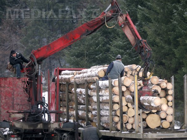 Imaginea articolului Bistriţa: 12 milioane de euro din exploatarea lemnului, în 2012. Cel mai mult lemn exploatat, din pădurile aflate în proprietatea primăriilor