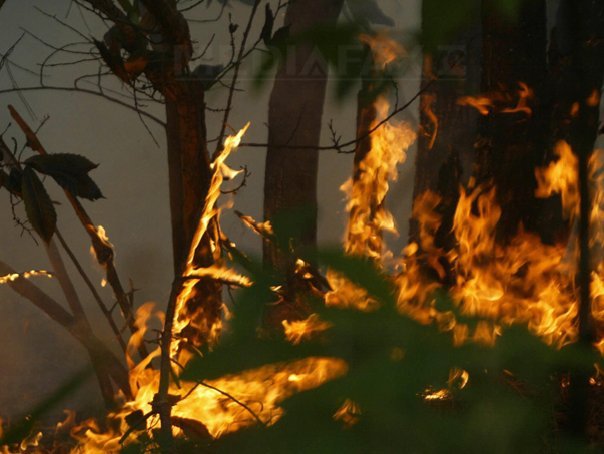 Imaginea articolului Incendiu puternic de pădure la Suceava. Intervenţia pompierilor, dificilă din cauza lipsei apei