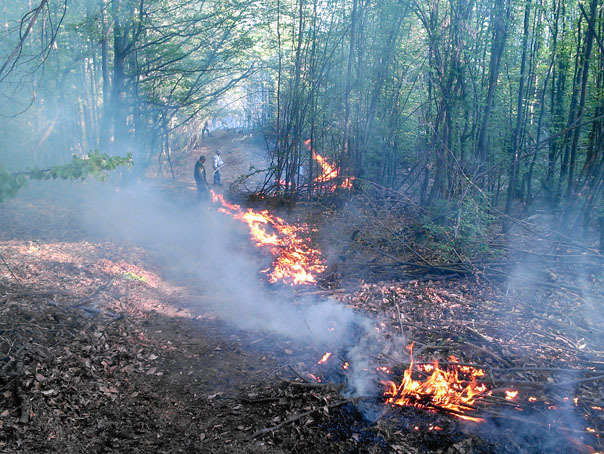 Imaginea articolului Incendiu de vegetaţie în Suceava. Flăcările s-au extins şi la pădure