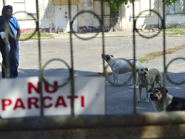 Imaginea articolului Ponta: Problema câinilor fără stăpân e gravă. Legea e în Parlament. Sper să se găsească soluţia