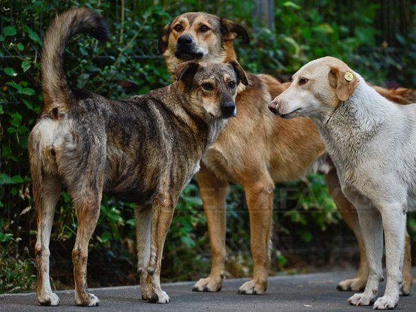 Imaginea articolului Curtea Constituţională a decis: Câinii maidanezi pot fi EUTANASIAŢI. Legea trebuie promulgată de preşedintele Băsescu