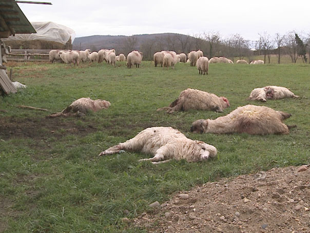 Imaginea articolului Zeci de oi, ucise de lupi la o stână din judeţul Arad