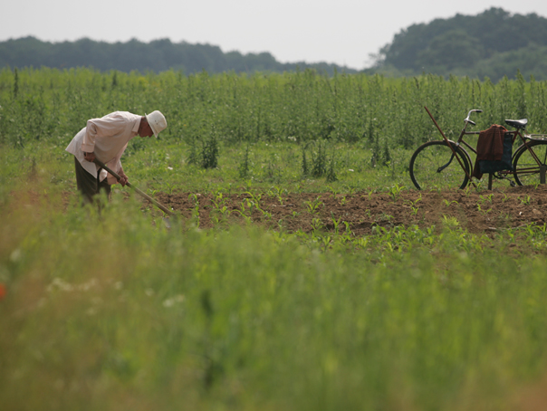 Imaginea articolului Mai mult de jumătate dintre fermierii români lucrează pământul cu sapa - federaţie