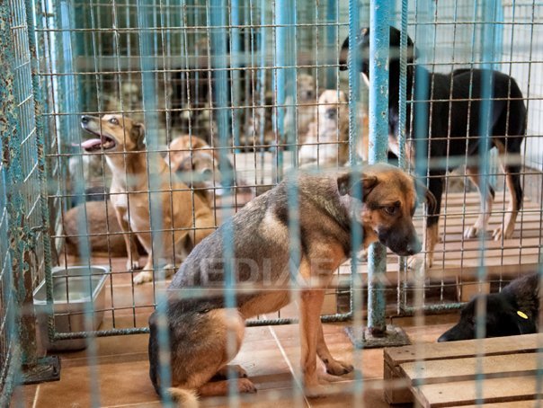 Imaginea articolului SITUAŢIA câinilor fără stăpân în Bucureşti: Peste 51.000 de câini au fost strânşi de pe străzi, din care 30.000 au fost eutanasiaţi