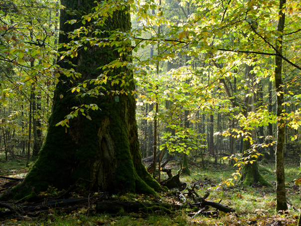 Imaginea articolului Gavrilescu: Facem un studiu pentru un Program multianual de împăduriri
