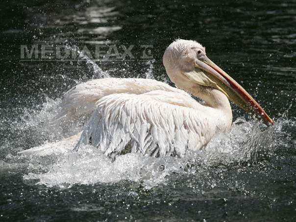 Imaginea articolului ANSVSA: Gripă aviară, depistată la o specie de pelicani din Delta Dunării