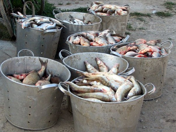 Imaginea articolului Peste cinci tone de peşte, confiscate sâmbătă în Ilfov