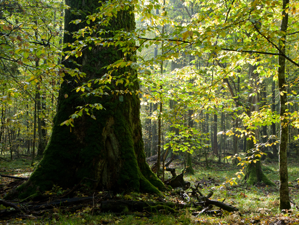 Imaginea articolului Peste 20 de ONG-uri cer protejarea pădurilor şi deblocarea dosarelor de corupţie în domeniu