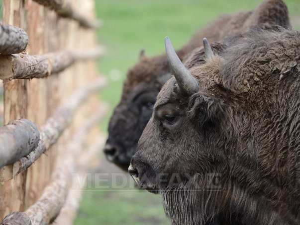 Imaginea articolului Romsilva cheltuieşte anual 16 milioane de lei pentru parcurile naţionale şi încasează 600.000 de lei