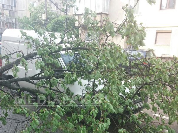 Imaginea articolului Arad: Locuinţe inundate şi maşini avariate de crengi şi copaci, în urma unei furtuni - FOTO