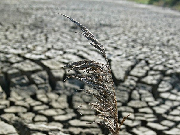 Imaginea articolului Proiect: Bugetul MMAP, suplimentat cu 2,4 milioane de lei pentru combaterea efectelor secetei în Deltă