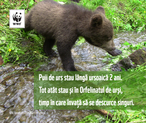 Imaginea articolului Apel pentru singurul orfelinat pentru puii de urşi din Europa, rămas fără finanţare. România, ţara în care trăieşte aproape 40% din întreaga populaţie de urs de pe tot continentul - VIDEO