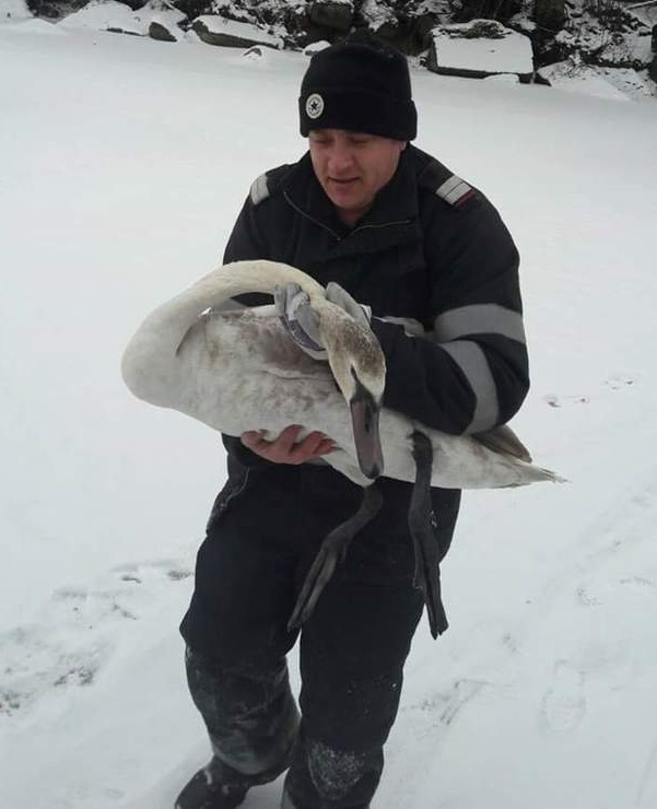 Imaginea articolului Pompierii din Argeş au reuşit să salveze un pui de lebădă din apa îngheţată a barajului Bascov