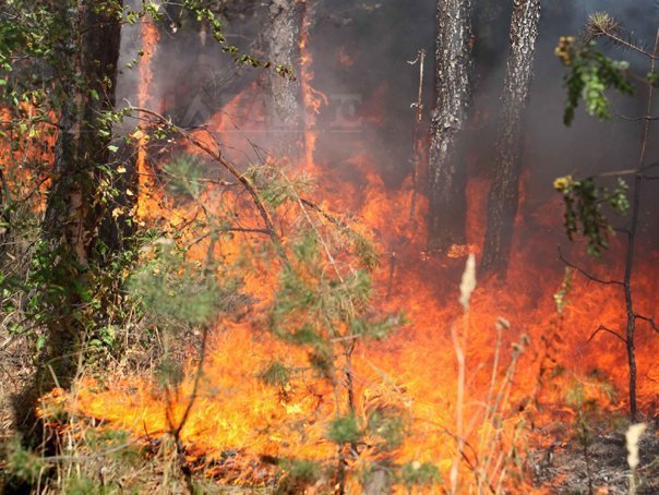 Imaginea articolului Incendiu de vegetaţie pe A1 Bucureşti-Piteşti