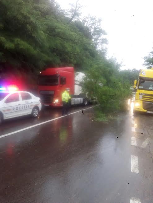 Imaginea articolului FOTO | Argeş: Gospodării inundate, copaci căzuţi peste maşini şi drumuri blocate, după furtună