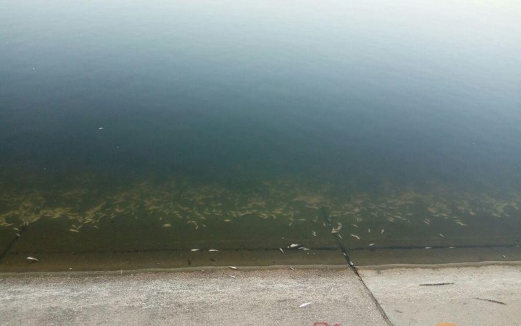 Imaginea articolului Peşti morţi, găsiţi la marginea Lacului Morii. Ministerul Mediului, MAI şi Garda de Mediu fac vericări