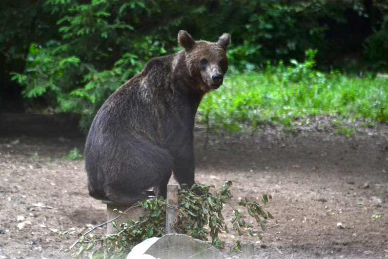 Imaginea articolului Pădurarii cer derogare pentru a împuşca ”urşii plimbăreţi” din Braşov