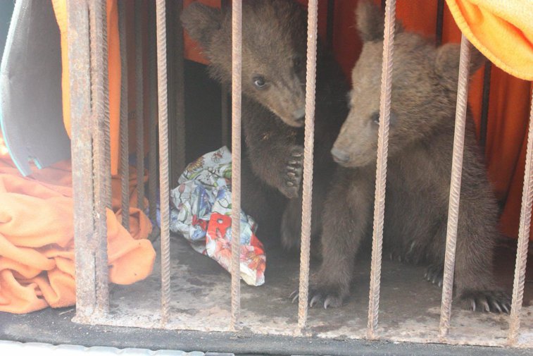 Imaginea articolului Doi pui de urs vor fi îngrijiţi la un centru din Harghita după ce mama lor a murit lovită de tren | FOTO