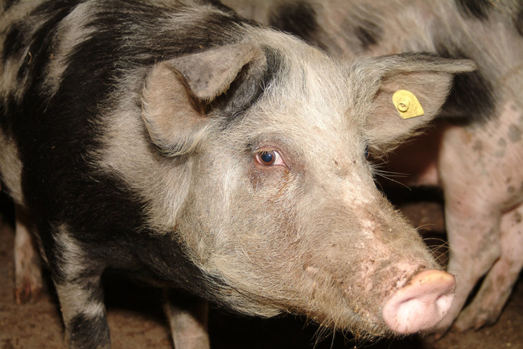 Imaginea articolului Focar de pestă porcină africană în Insula Mare a Brăilei. Ce măsuri recomandă ANSVSA