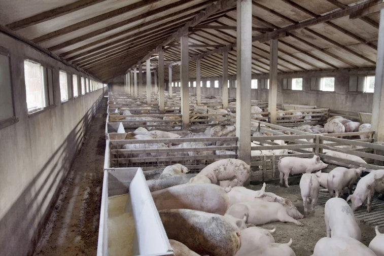 Imaginea articolului ProAgro vrea ca pesta porcină să se discute în CSAT, iar ANSVSA să treacă la Ministerul Agriculturii
