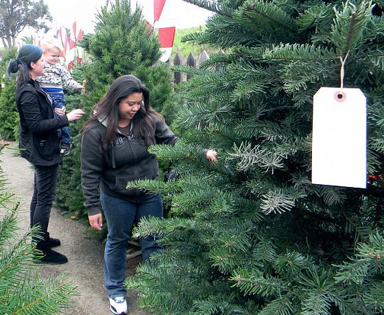 Imaginea articolului Soluţia autorităţilor din Braşov, după ce bradul de Crăciun a fost criticat de oameni 