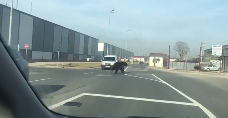 Imaginea articolului Avertizare prin sistemul RO-ALERT: Urs pe străzile oraşului Braşov | VIDEO 
