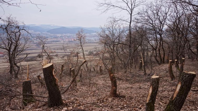 Imaginea articolului Hoia-Baciu, una dintre cele mai faimoase păduri din România, a căzut pradă tăierilor de copaci. Poiana Rotundă, cunoscută pentru „fenomene paranormale”, ar putea deveni legendă | FOTO